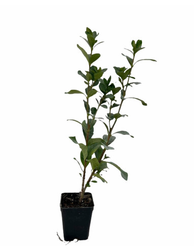 5 Piante di Gardenia Kimberly Vaso 7cm-Piante Da Cespuglio|Mondo Piante