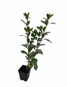 Gardenia Nana Plant 2