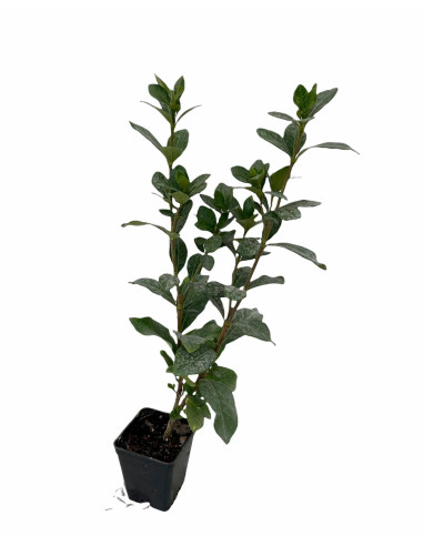 5 Piante di Gardenia Nana Vaso 7cm-Piante Da Cespuglio |Mondo Piante