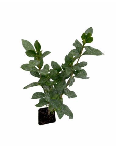 5 Piante di Gardenia Nana Vaso 7cm-Piante Da Cespuglio |Mondo Piante