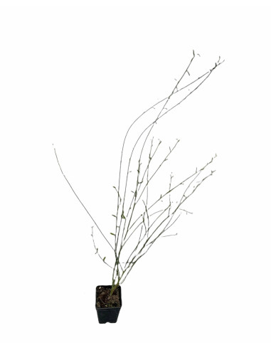 Ginestra Plant for Sale - Bush Plants Online | Mondo Piante