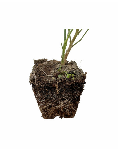 5x Piante di Ginestra Vaso 7cm- Piante Da Cespuglio Online|MondoPiante