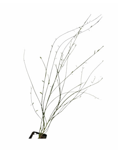 5x Piante di Ginestra Vaso 7cm- Piante Da Cespuglio Online|MondoPiante