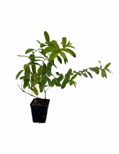 Pianta Iperico Hidcote-Vendita Pianta Da Cespuglio Online|Mondo Piante