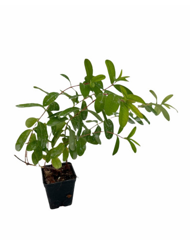 Hypericum Plant for Sale - Bush Plants Online | Mondo Piante