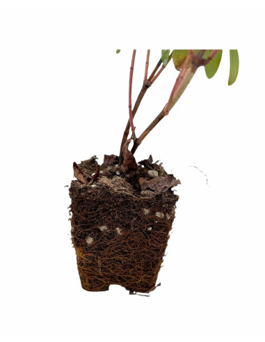 Hypericum Plant for Sale - Bush Plants Online | Mondo Piante