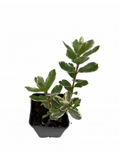 Hebe Plant 2