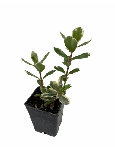 5 Piante di Hebe in Vaso 7cm - Piante Da Cespuglio Online|Mondo Piante