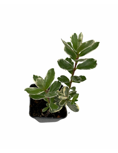 5 Piante di Hebe in Vaso 7cm - Piante Da Cespuglio Online|Mondo Piante