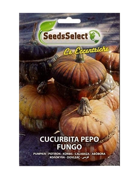 Vendita Semi Cucurbita Pepo Fungo-Semi Particolari|Mondo Piante
