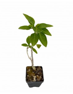 Iochroma Plant 2