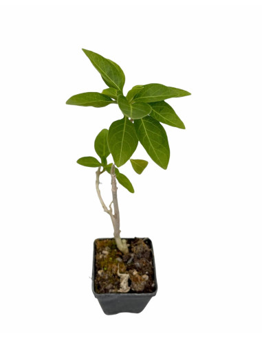 Iochroma Plant for Sale - Bush Plants Online | Mondo Piante