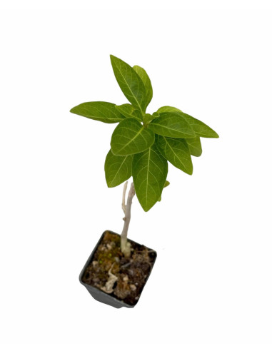 Iochroma Plant for Sale - Bush Plants Online | Mondo Piante
