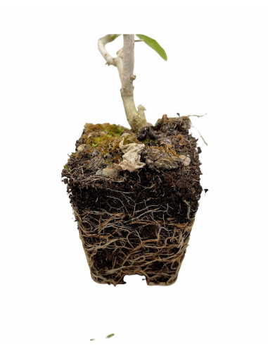 Iochroma Plant for Sale - Bush Plants Online | Mondo Piante