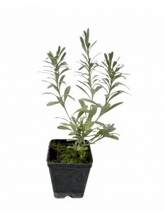 Convolvolus Plant Vase 7cm