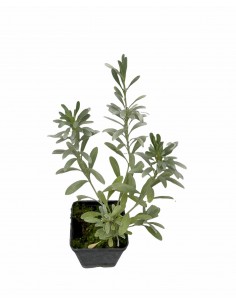 Convolvolus Plant Vase 7cm 2
