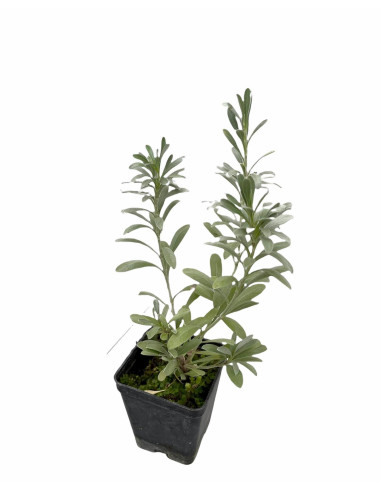 Convolvolus Plant for Sale - Bush Plants Online | Mondo Piante