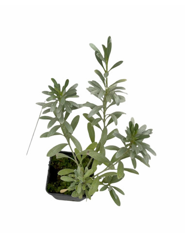 Convolvolus Plant for Sale - Bush Plants Online | Mondo Piante