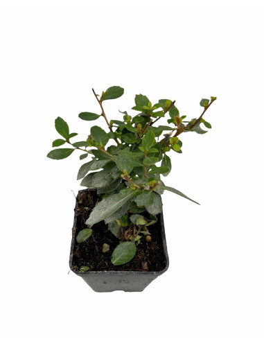 5 Piante di Escallonia Vaso 7cm - Piante Da Cespuglio|Mondo Piante