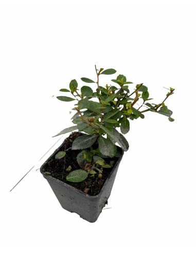 Escallonia Plant for Sale - Bush Plants Online | Mondo Piante