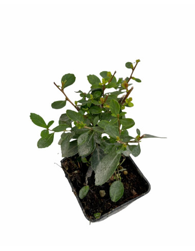 5 Piante di Escallonia Vaso 7cm - Piante Da Cespuglio|Mondo Piante