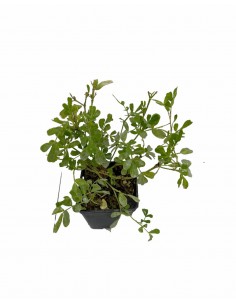 Coronilla, 5x Piante Vaso 7cm 2