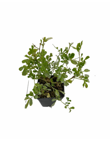 Coronilla Plant for Sale - Bush Plants Online | Mondo Piante