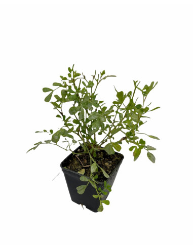 Coronilla Plant for Sale - Bush Plants Online | Mondo Piante