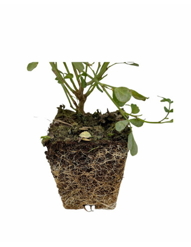 Coronilla Plant for Sale - Bush Plants Online | Mondo Piante