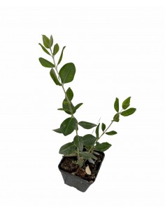 5 Piante di Feijoa... 2