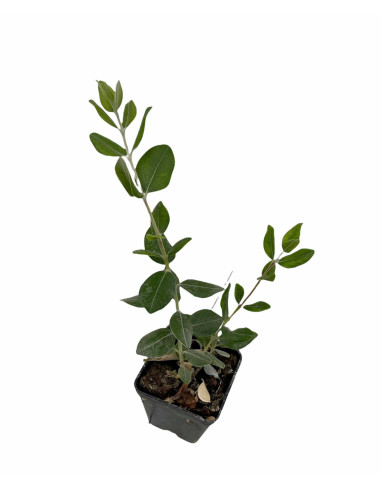 5 Piante di Feijoa Sellowiana Vaso 7cm-Piante Da Cespuglio|MondoPiante