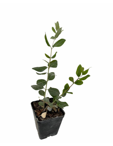 5 Piante di Feijoa Sellowiana Vaso 7cm-Piante Da Cespuglio|MondoPiante