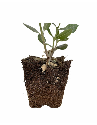 Feijoa Pianta Pianta Feijoa Sellowiana Alberello Vaso 22cm Pianta Da Frutto Tropicale Per H 699359 - Foto 4