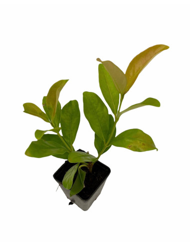 40 Piante di Viburno Lucido Vaso 7cm-Piante Da Siepe|Mondo Piante