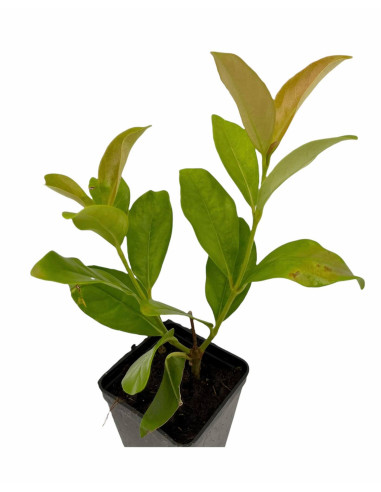 40 Piante di Viburno Lucido Vaso 7cm-Piante Da Siepe|Mondo Piante