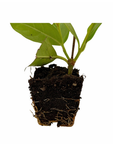 40 Piante di Viburno Lucido Vaso 7cm-Piante Da Siepe|Mondo Piante