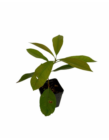 40 Piante di Photinia Vaso 7cm-Piante Da Siepe|Mondo Piante