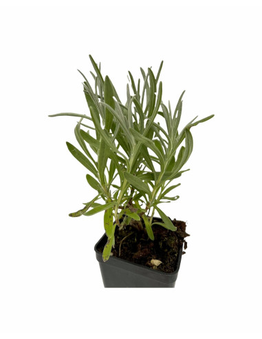 200 Piante di Lavanda Vaso 7cm - Piante Aromatiche|Vivaio Mondo Piante