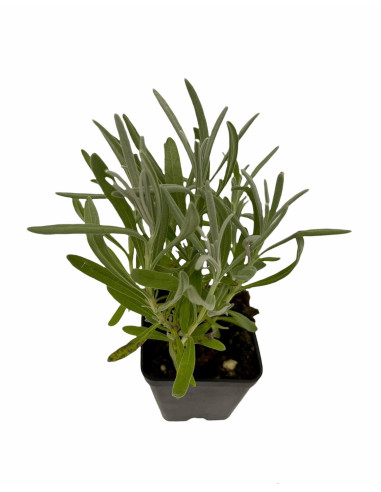 200 Piante di Lavanda Vaso 7cm - Piante Aromatiche|Vivaio Mondo Piante