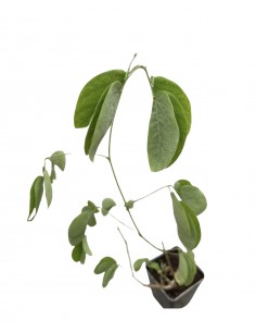 Mimosa Pudica, 5x Piante...