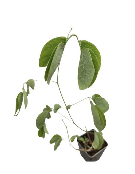 Mimosa Pudica Plant for Sale - Bush Plants Online | Mondo Piante