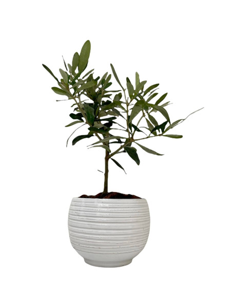 Vendita Bonsai di Olivo vaso tondo-Bonsai OnLine|Vivaio Mondo Piante