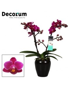 Pianta Phalaenopsis Purple...