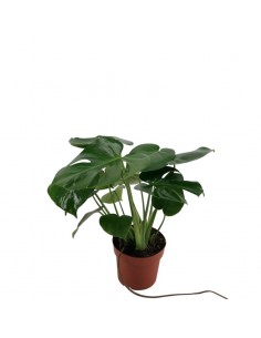 Pianta Monstera deliciosa...