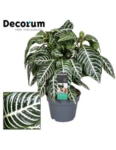 Pianta Aphelandra squarrosa...