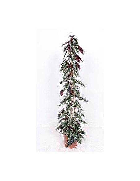 copy of Pianta Aeschynanthus marmoratus