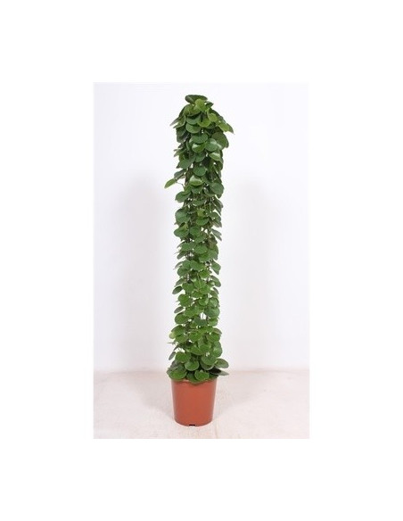 copy of Pianta Aeschynanthus marmoratus