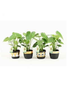 copy of Alocasia tree
