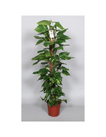 copy of Pianta Aeschynanthus marmoratus