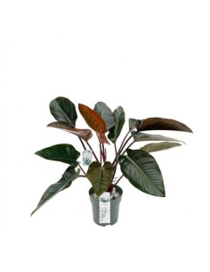 Pianta Philodendron 'Red...